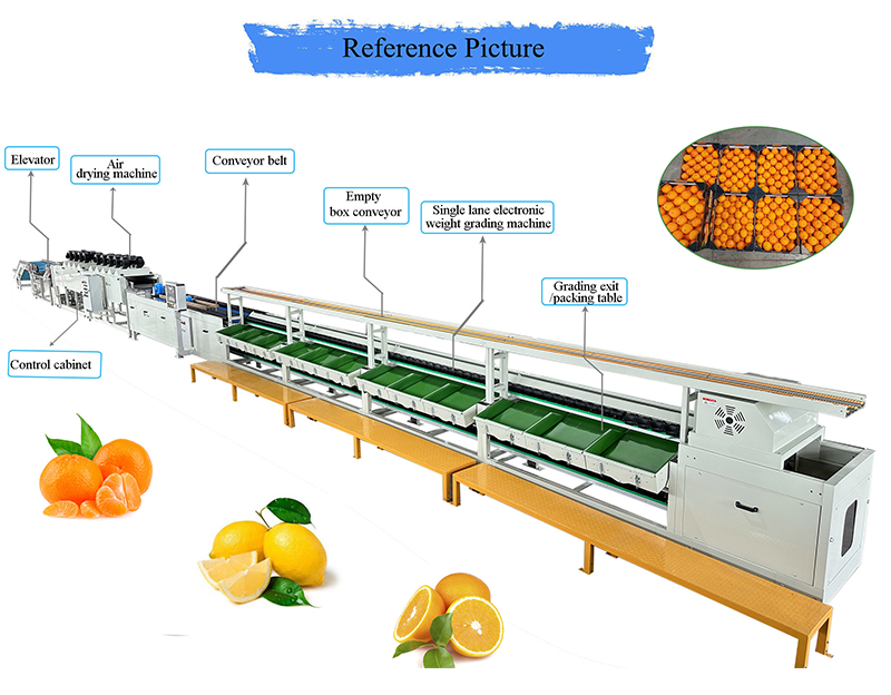 citrus sorter citrus sorter
