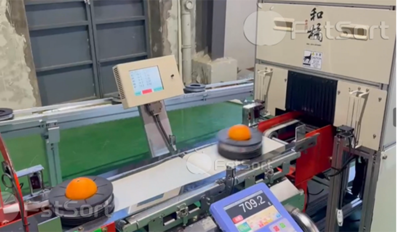 citrus sorting citrus sorting